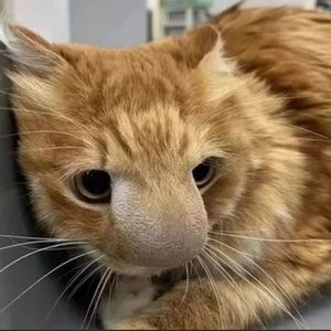 Meet your Posher, Levi